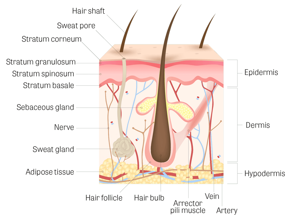 scalp-structure